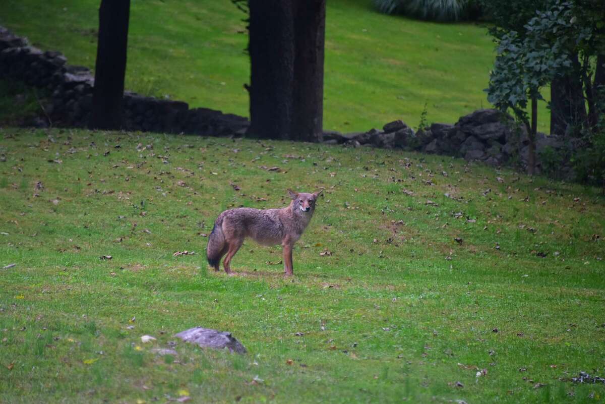 A coyote in New Canaan.