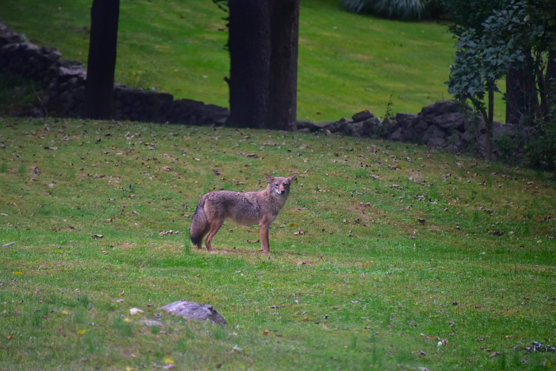 Robert Miller: What makes coyotes so prevalent - Vimarsana News