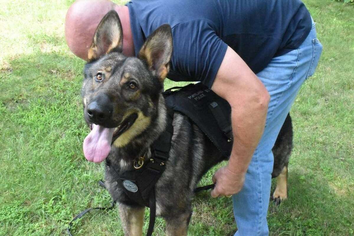 Portland Police Officer Sgt, Jim Kelly and his working K-9 Magnus. The dog received a bulletproof vest through donations raised by West Haven woman Brittany Murphy.
