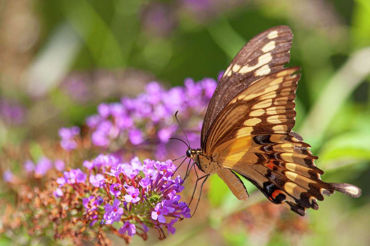 Summer butterflies are hatching in Houston gardens