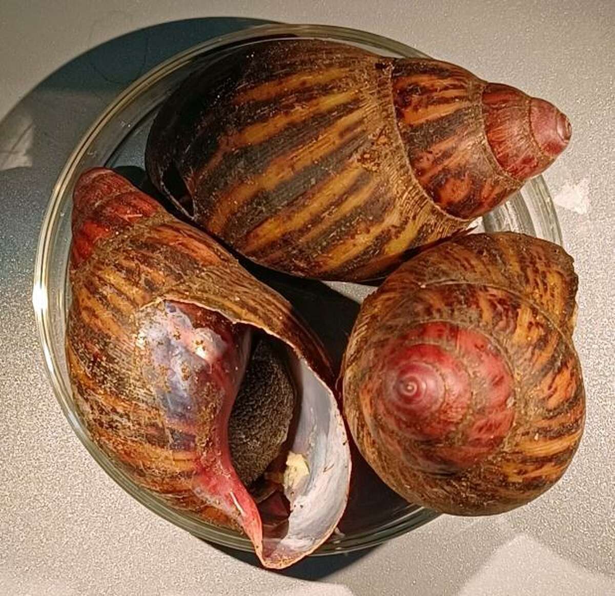 These snails were seized from a passenger's luggage at IAH in July. 