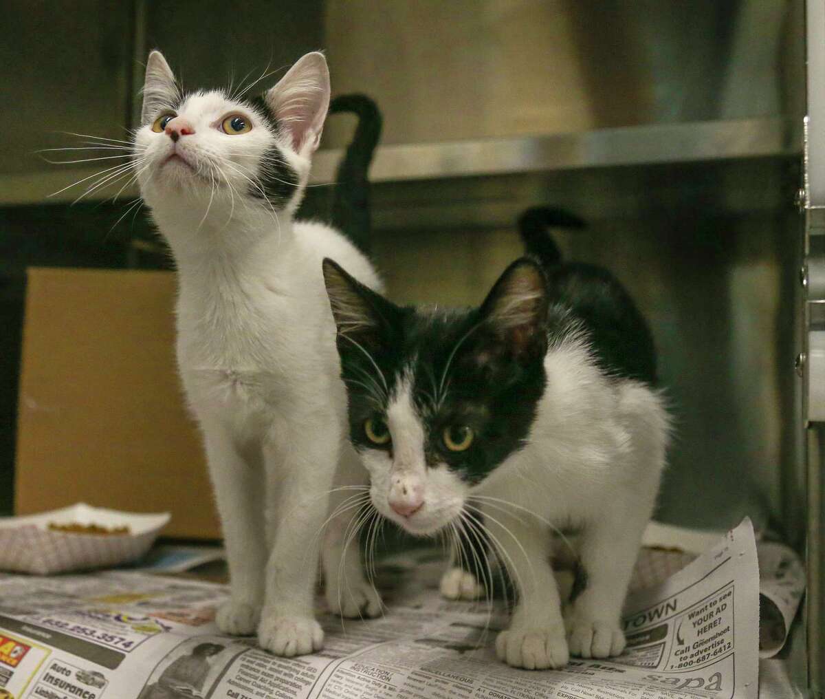 Lenny (left, A577404) and his brother, Squiggy (right, A577403) are 16-week-old, male, black/white Tuxedo kittens available for adoption at Harris County Pets. Photographed Wednesday July 21, 2021, in Houston. Lenny and Squiggy, along with their sisters, Laverne and Shirley, were found abandoned at a local animal hospital, and brought into the shelter on June 29th.