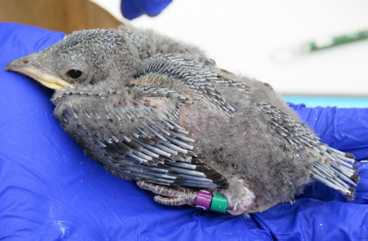 CT Audubon Society: 9 chicks of 'special concern' bird species born