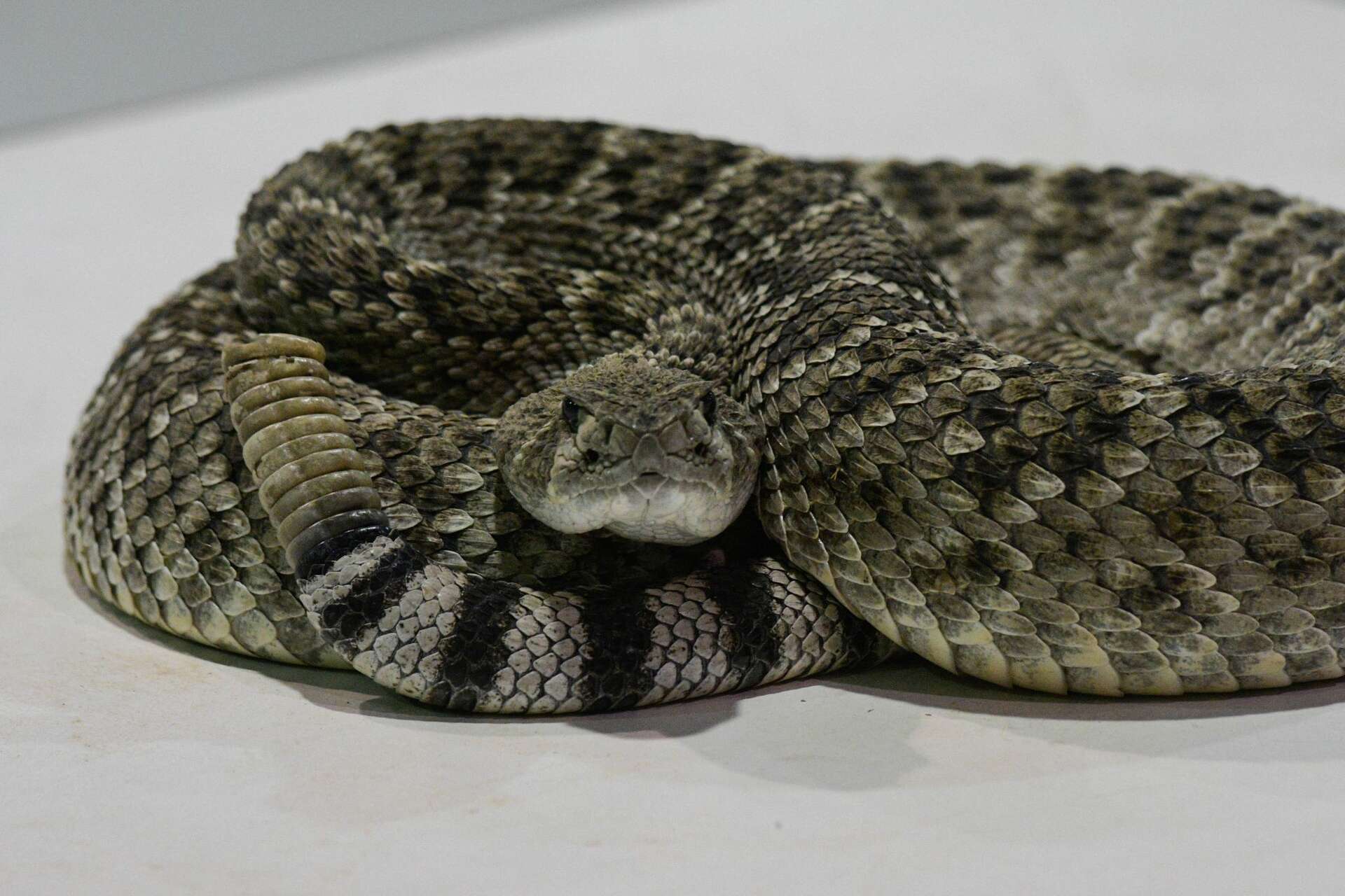 Texas snake handler dies from snakebite at rattlesnake festival