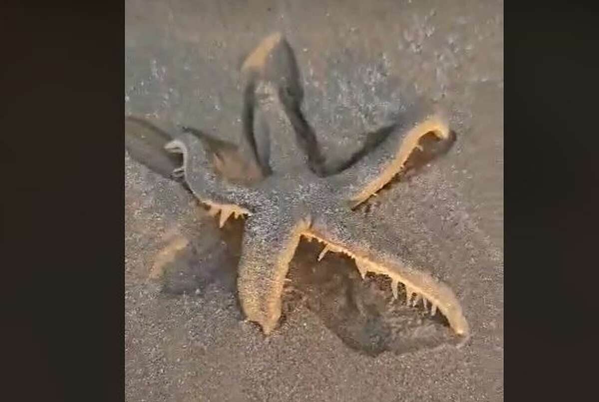 Giant starfish on Texas beach: Woman sees big sea star at Port Aransas