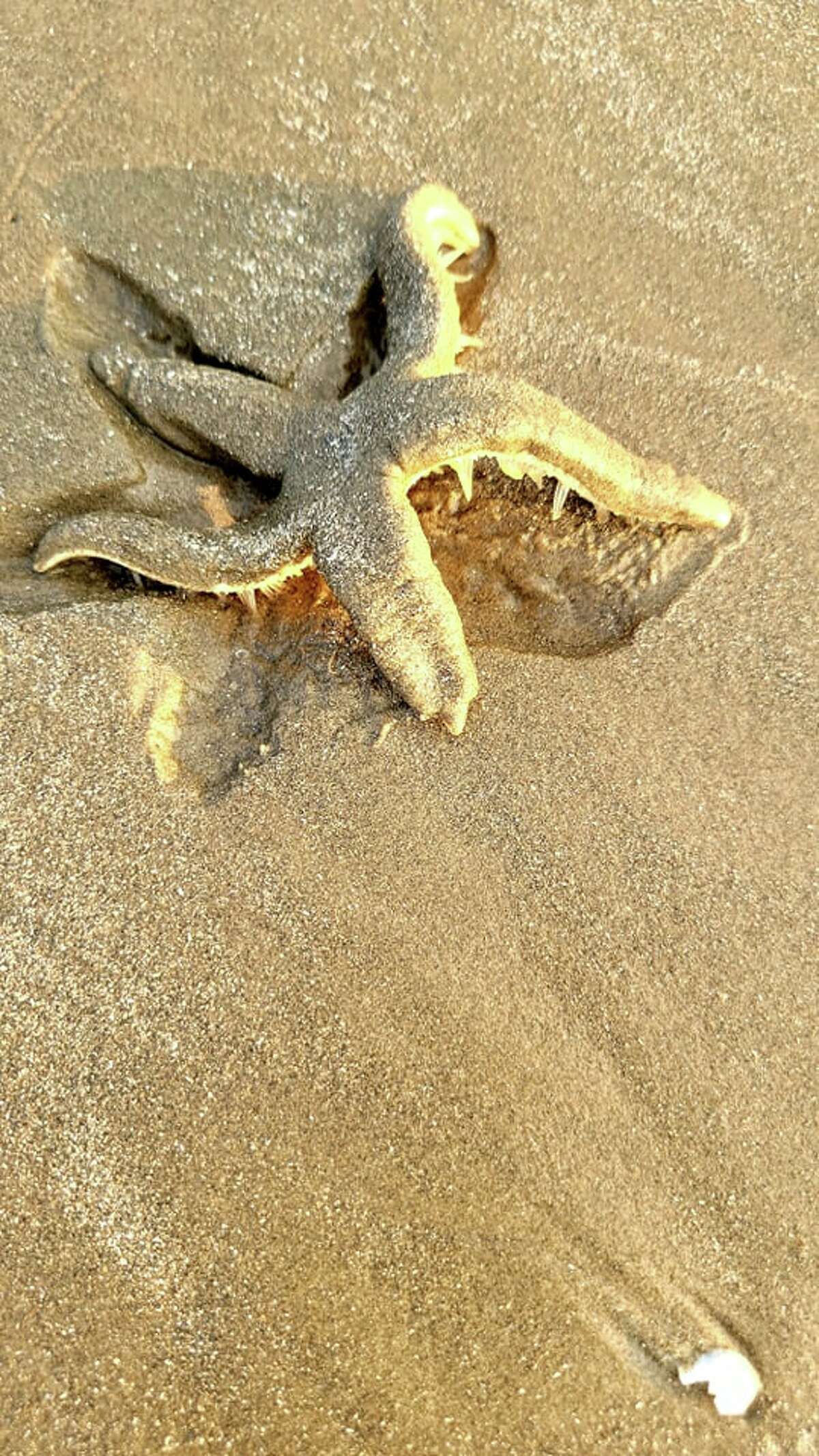 Massive starfish washes up on Texas shore. How big is it?