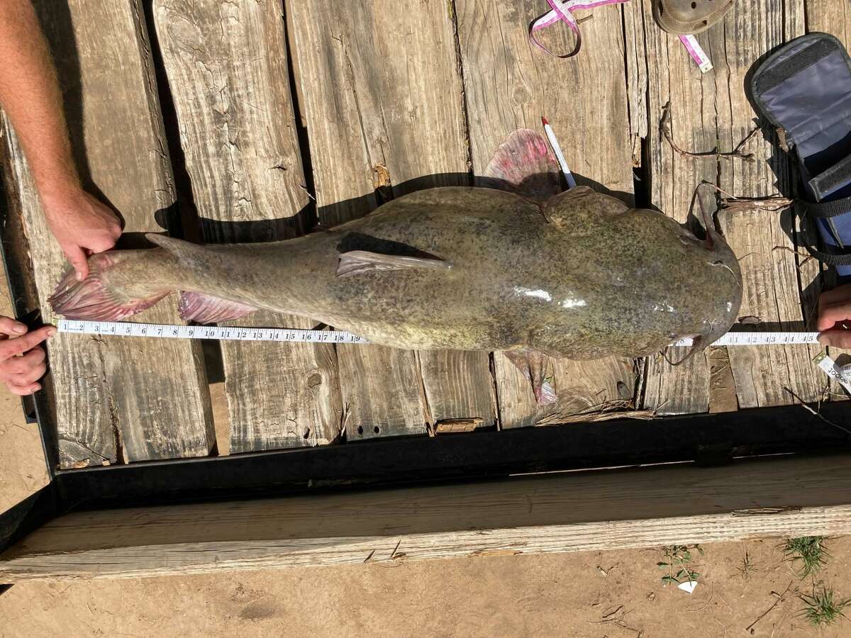Land tells MySA.com he landed a 31-pound, 41-inch flathead catfish while fishing at the Llano River earlier this year. 