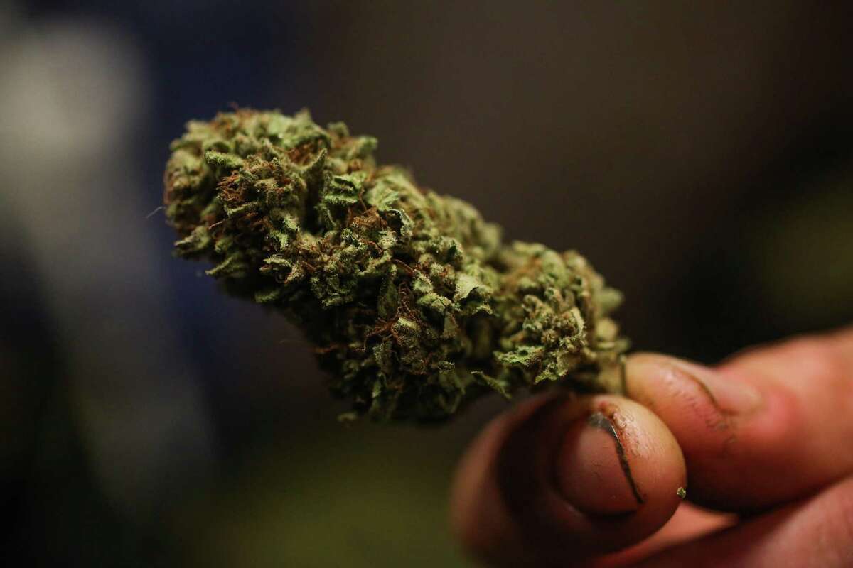 A marijuana flower