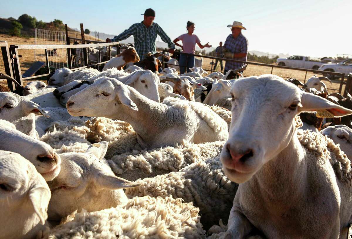A mixed herd of sheep and goats gathers near a chute toward a trailer at Carquinez Strait Regional Shoreline in Port Costa. The herd clears vegetation to reduce fire fuel.