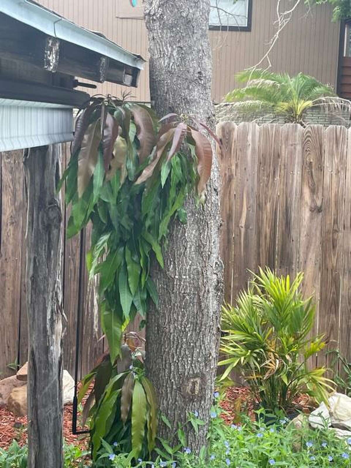This mango tree has new growth from the base. Prune dead limbs above that point to clean it up and call an arborist, if help is needed.