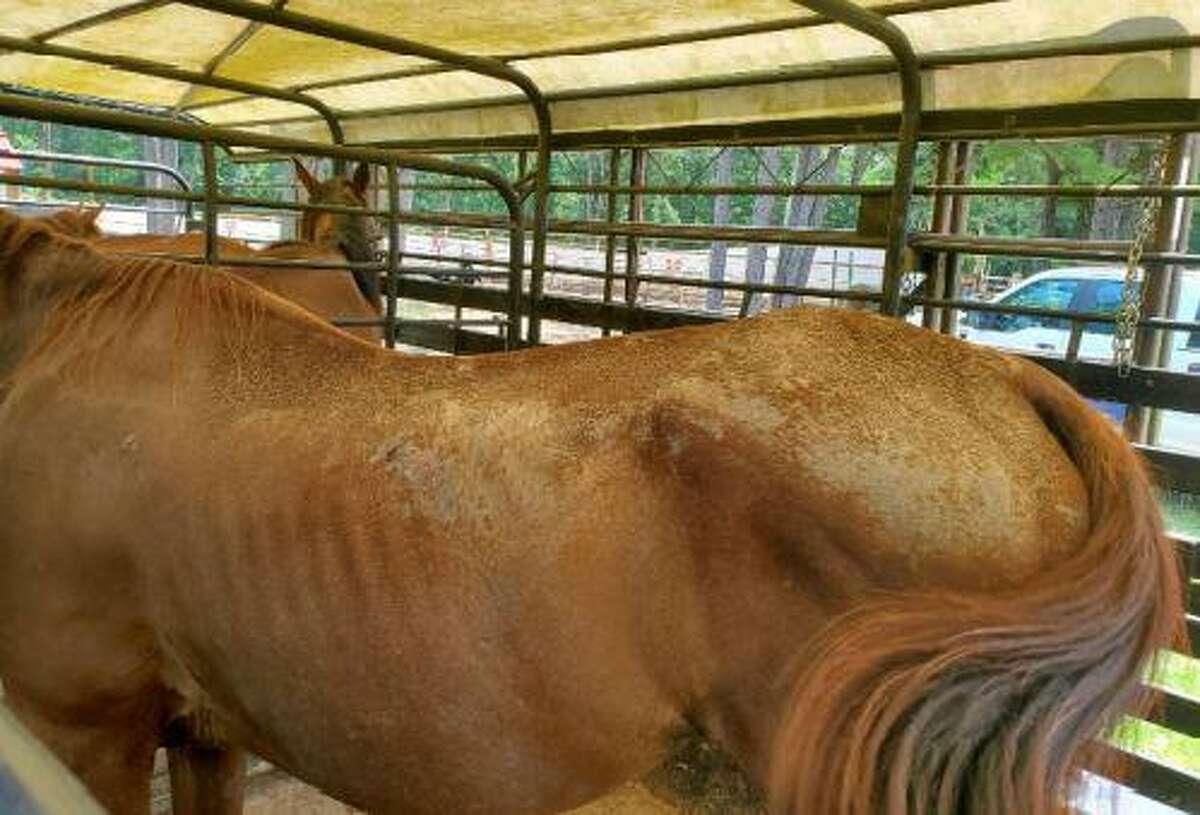 The Montgomery County Sheriff's livestock unit seized five Conroe horses after finding their owner did not properly care for them, the agency reported.