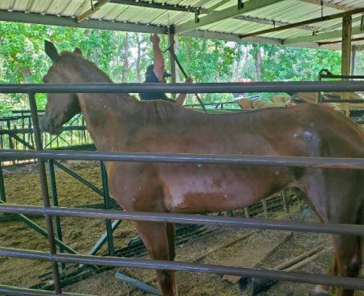 The Montgomery County Sheriff's livestock unit seized five Conroe horses after finding their owner did not properly care for them, the agency reported.