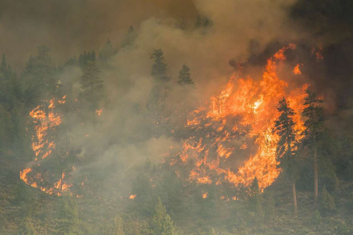 Fire engulfs trees at the Tamarack Fire south of Lake Tahoe.