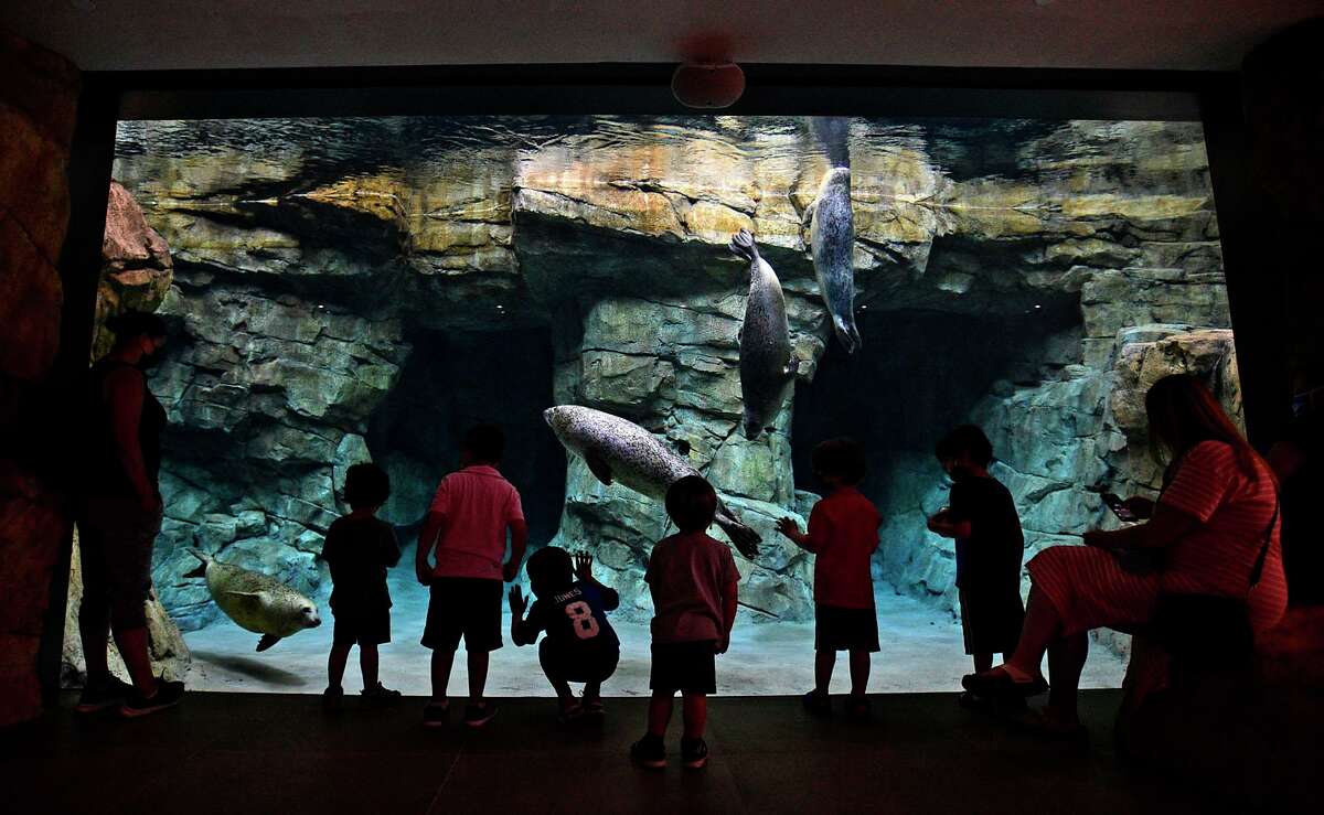 Visitors to the Maritime Aquarium watch the seals frolic in their new enclosure Tuesday, June 8, 2021, in Norwalk, Conn.