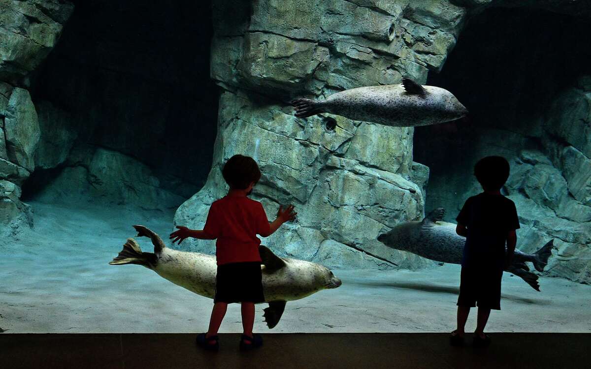 Visitors to the Maritime Aquarium including Leo and Maxwell Brenner, 4 and 6, watch the seals frolic in their new enclosure Tuesday, June 8, 2021, in Norwalk, Conn.