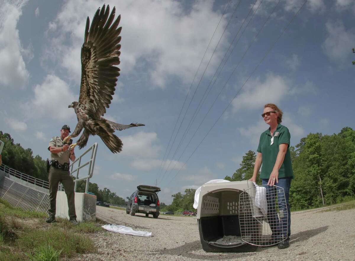 Severely injured bald eagle flying again in West Virginia