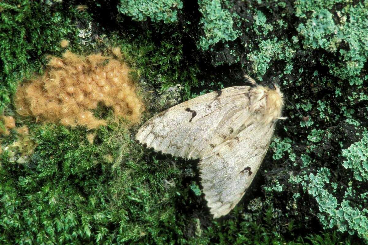 A female Lymantria dispar with egg mass. One female can produce an egg mass of 400 eggs. (Ed Reschke/Getty Images)