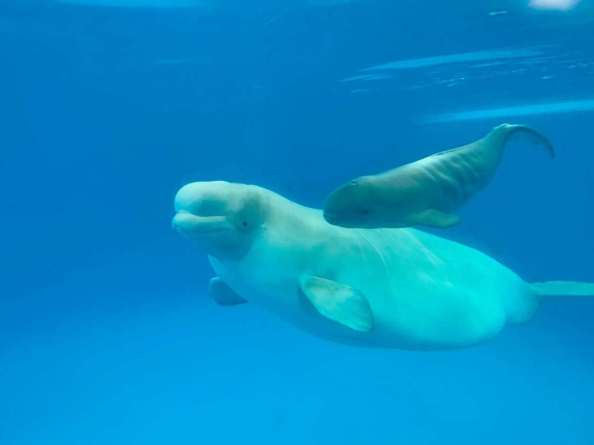 'Beyond excited': SeaWorld San Antonio is home to a new baby beluga whale