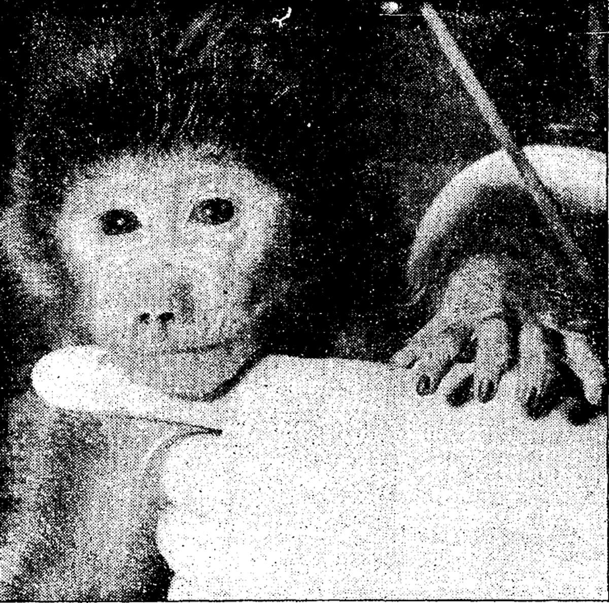 E.T., the world's first test tube primate, was born 38 years ago this week in San Antonio. E.T. was 18 hours old in this photo and was born at the Southwest Foundation for Research and Education. 