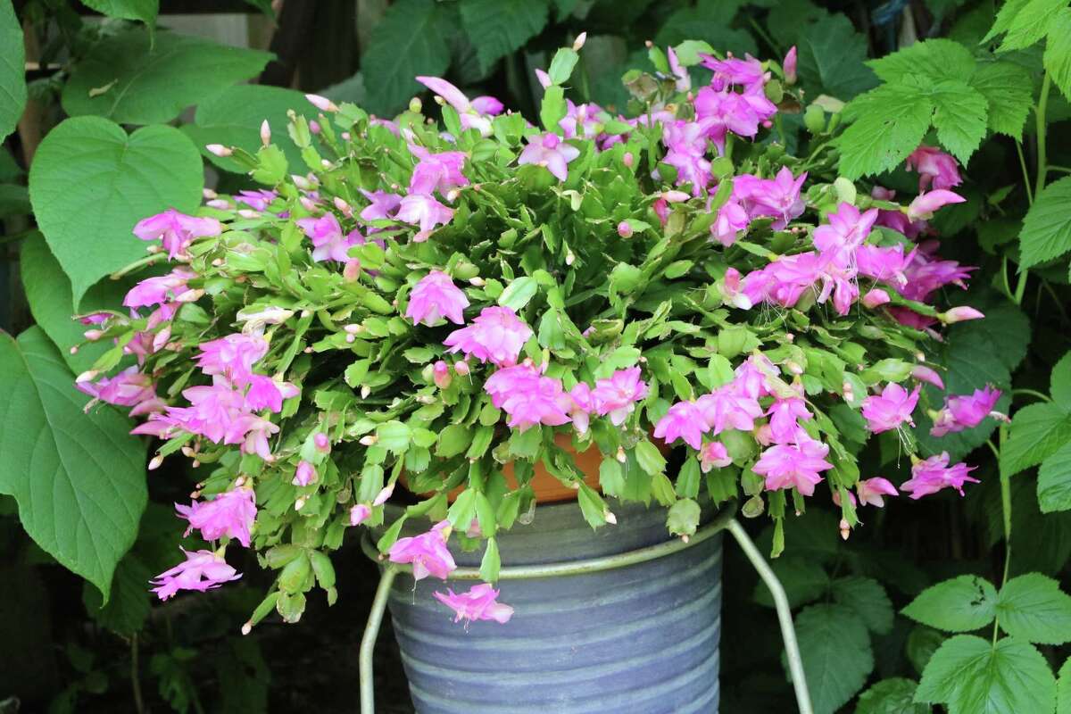 Thanksgiving Cactus Can Live for Decades: Add this long-lived flowering plant to your collection as a Turkey Day centerpiece. Here's how much to water, how much light it needs, and how to propagate.