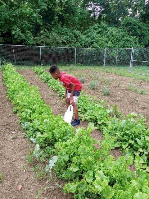 Urban garden effort grows youth interest - Vimarsana News