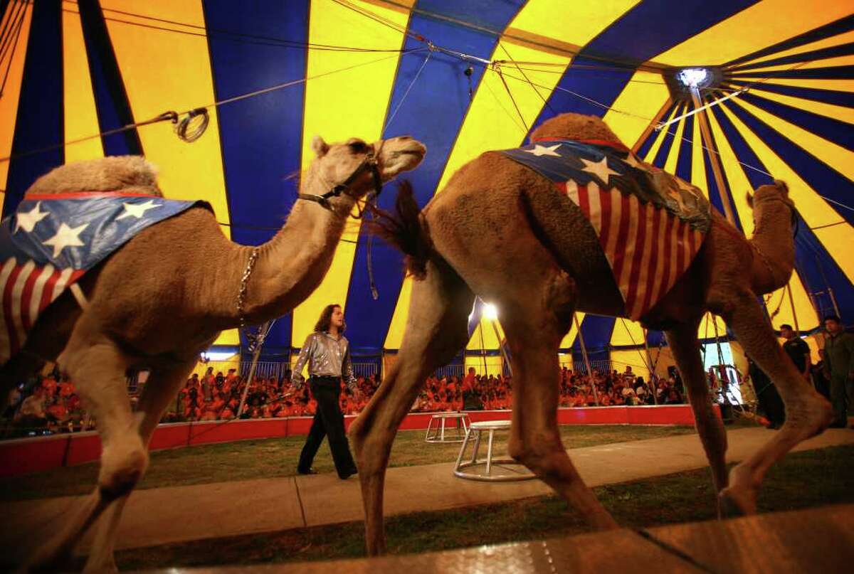 Camels parade around the ring under the big top at the annual Elizabeth M. Pfriem Circus at Beardsley Park in Bridgeport on Wednesday, September 15, 2010.