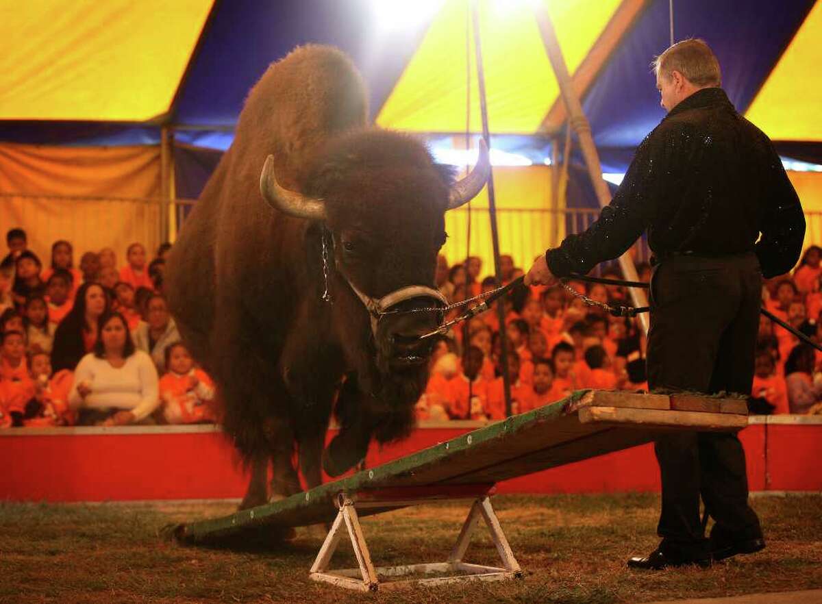 Tatanka, an American Buffalo, performs at the annual Elizabeth M. Pfriem Circus at Beardsley Park in Bridgeport on Wednesday, September 15, 2010.