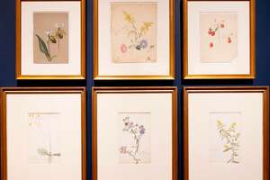 Pollination, indeed: Past, present intertwine at Cole, Olana exhibit