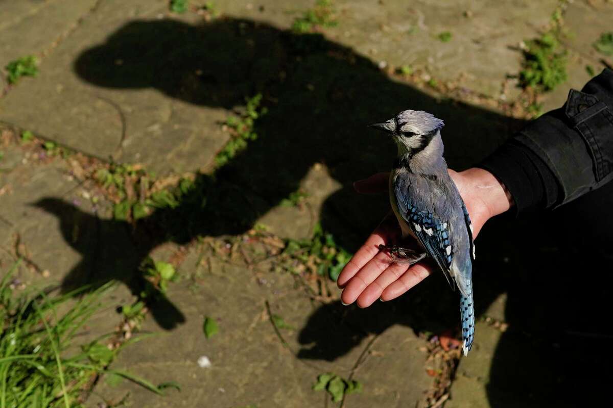 A university graduate student holds a female blue jay in her open hand to release it in Silver Spring, Md., after removing it from a mist net used to capture birds for banding or other research projects. A mysterious ailment has sickened and killed thousands of songbirds in several mid-Atlantic states since late spring 2021.
