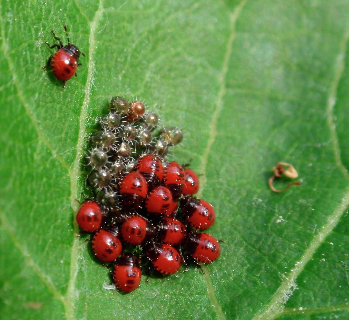 Michigan insects in the garden: predatory stink bugs