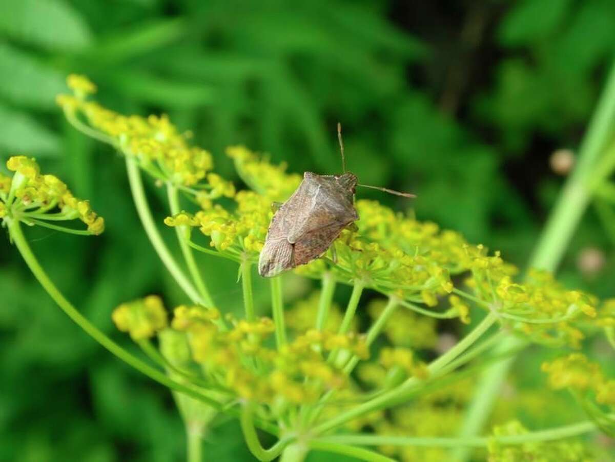 Michigan insects in the garden: predatory stink bugs