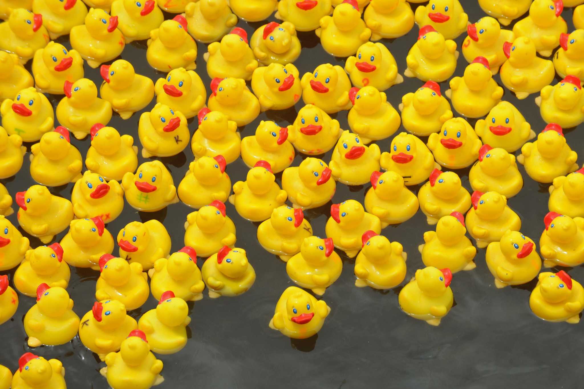 Westport's annual Duck Race goes virtual this year