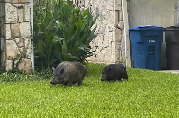 40-pound pigs found roaming around San Antonio neighborhood - Vimarsana News