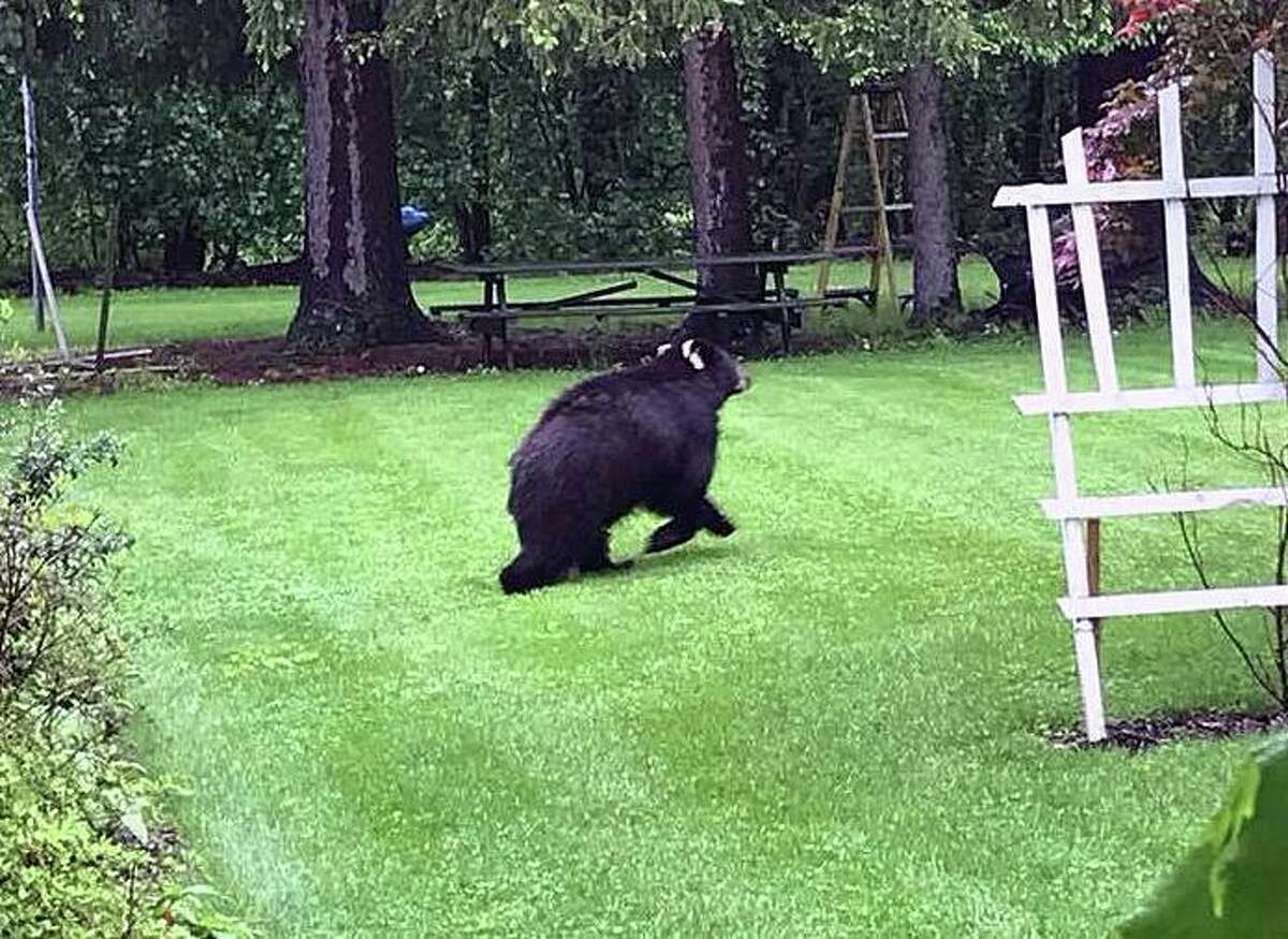 A bear who became known for wandering backyards in Trumbull was hit by a driver in Easton, Conn., that fled Monday, police said. The bear, who was seriously hurt, had to be put down. The image shows a file photo of a bear running through a yard in Bethel, Conn. This image is not the bear that was hit and killed in Easton.