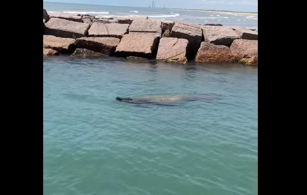 Captain Michael Rasco recently had his first encounter with a manatee while out by the jetties at South Padre Island on Monday. He tells MySA.com he thought it was a giant turtle but then realized it was the marine mammal once he stepped closer. 