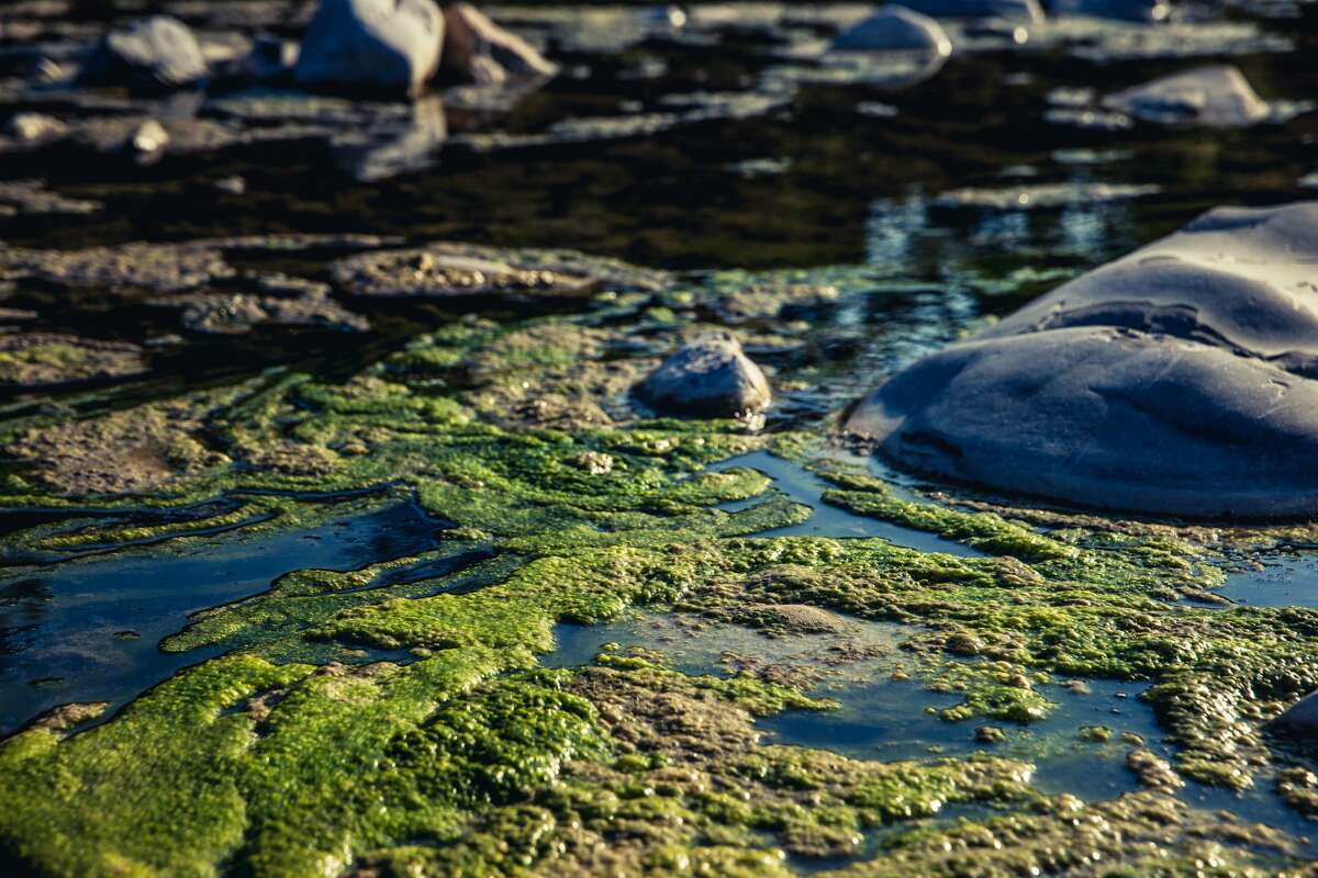 Pictured is a harmful algal bloom in polluted water.
