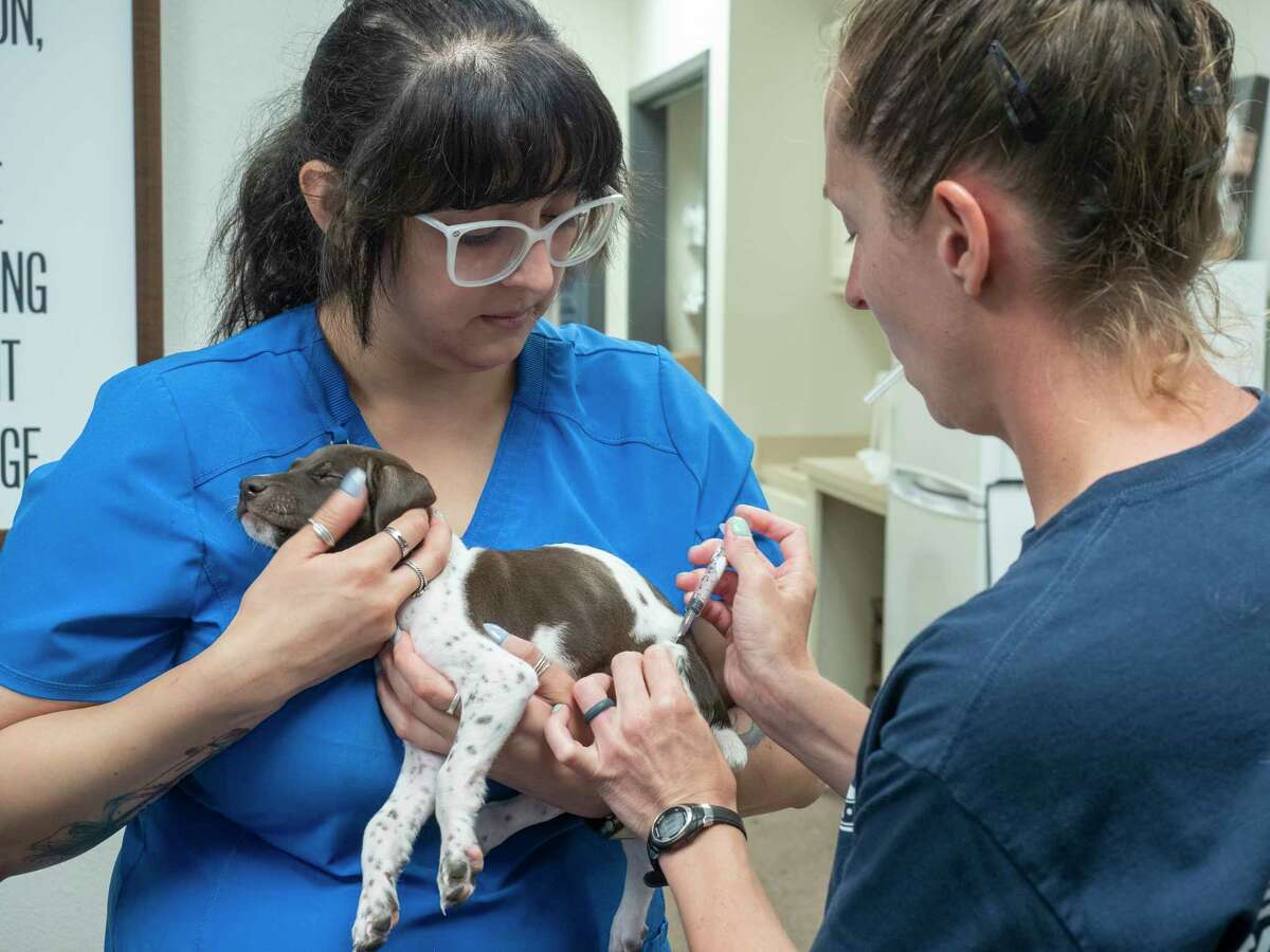 Brittany Brown, vet tech, administers vaccination shots to Artemas as Danielle Carrillo, vet tech, holds him 07/28/2021 at Fix West Texas off Princeton Ave. Tim Fischer/Reporter-Telegram