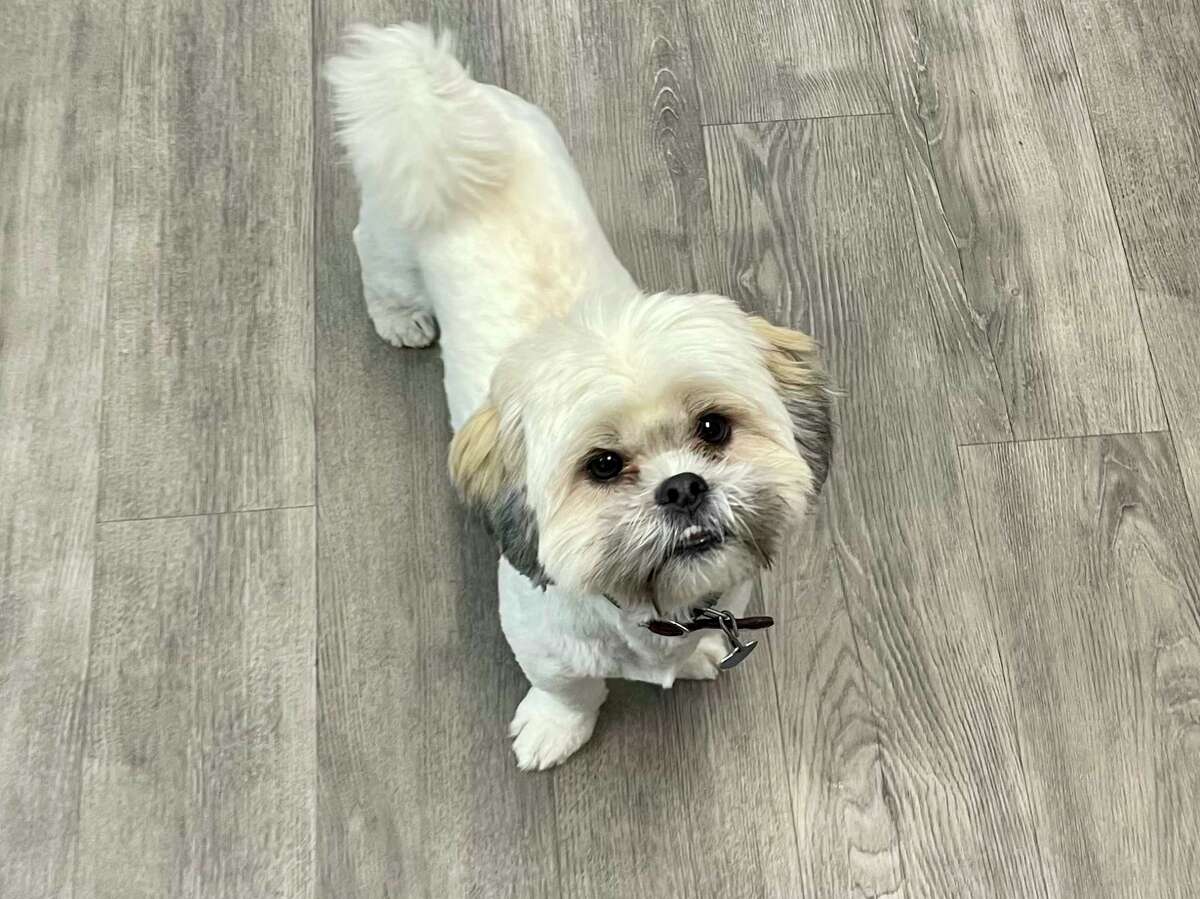 The life of a Big Rapids dog groomer