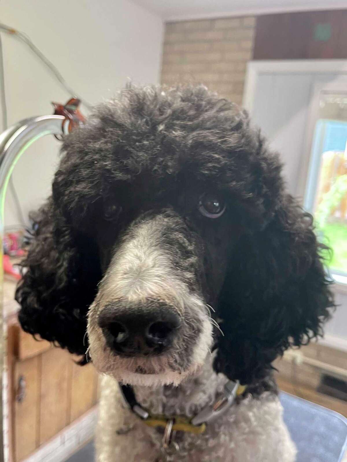 The life of a Big Rapids dog groomer