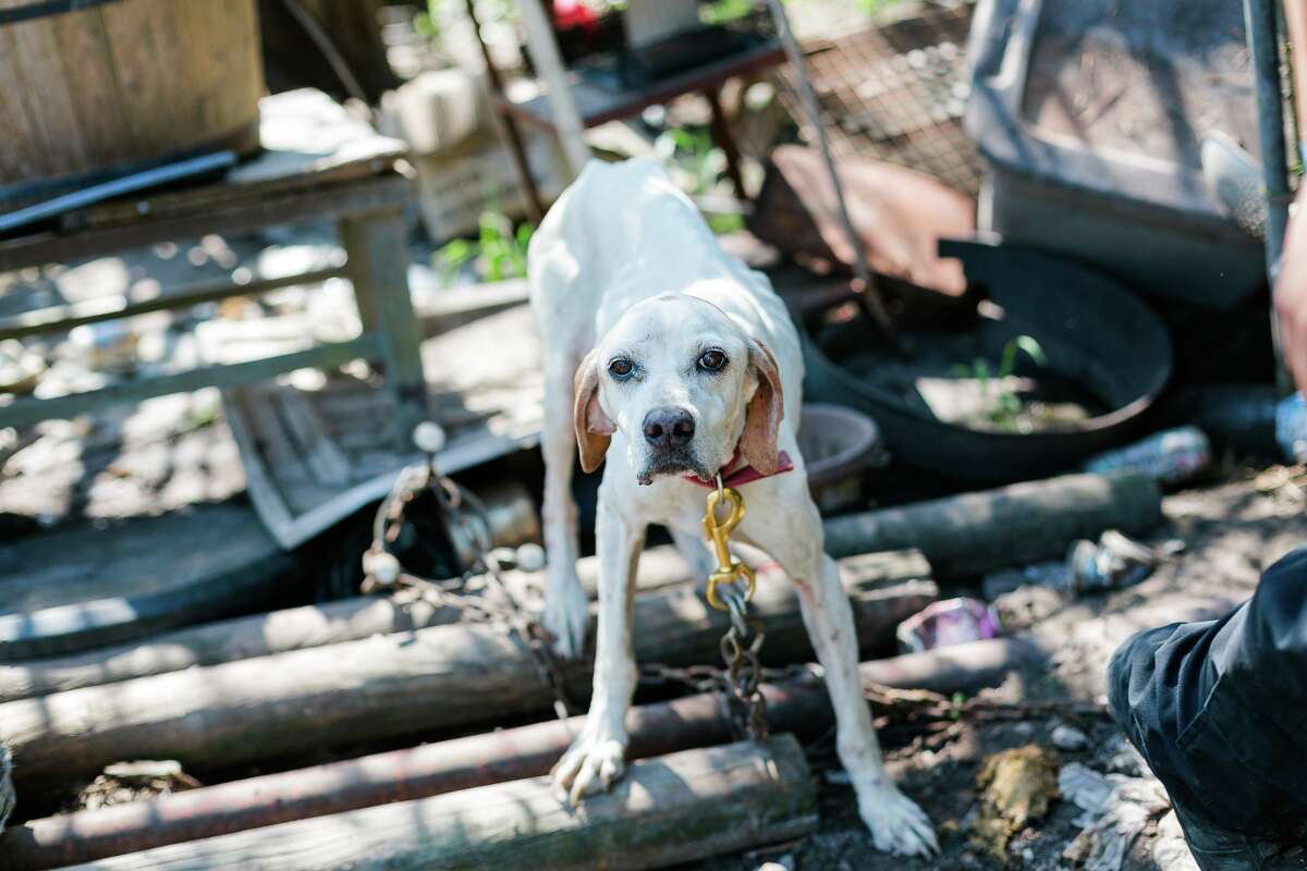 Many of the animals were found tied with chains or cords to old cars and large debris throughout the property. 