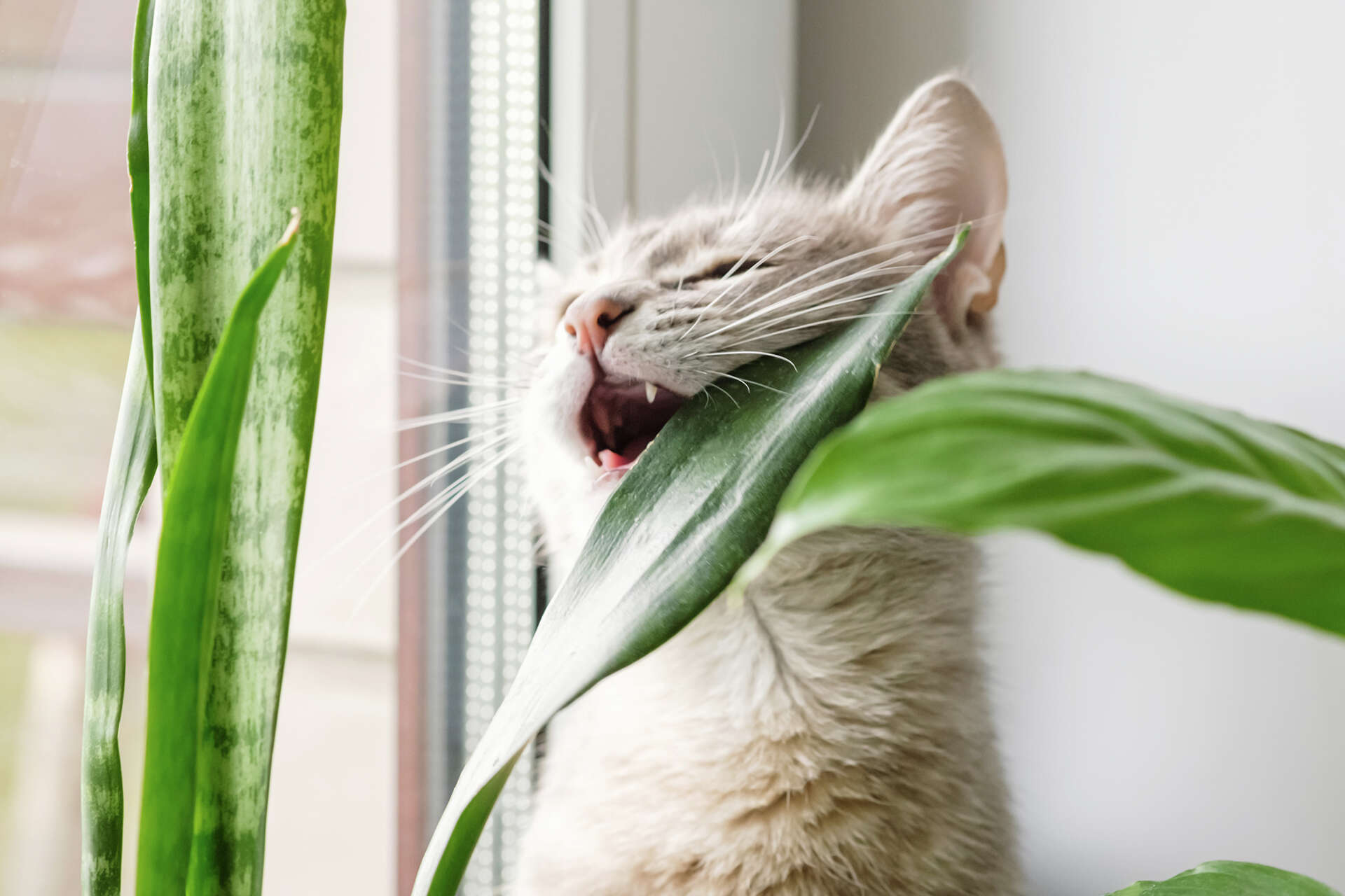 6 common plants that will kill your pet (and the safe alternatives)