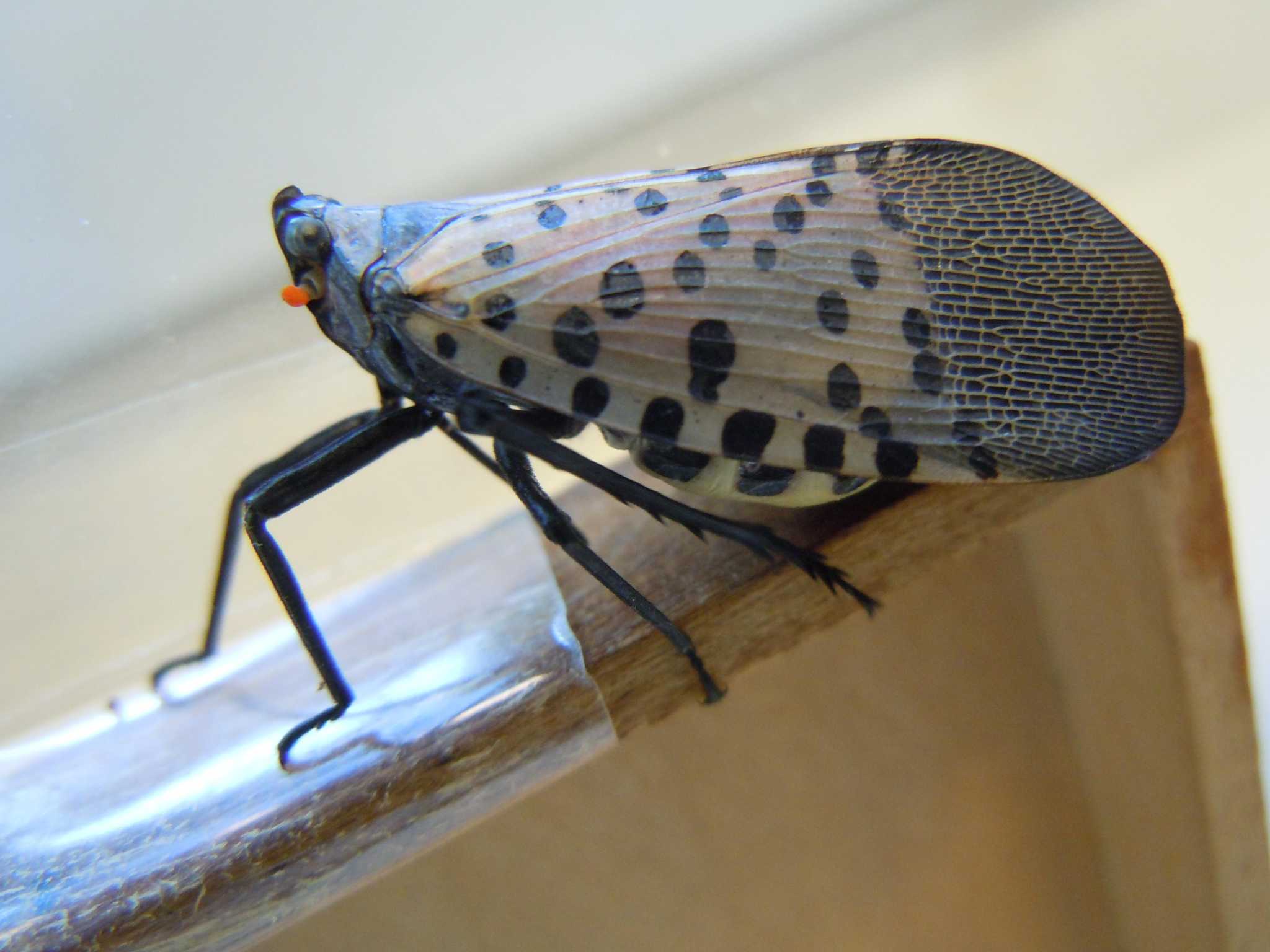 Spread of invasive lanternfly across CT counties could threaten state’s ...