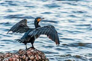 Lethal cormorant control permit may allow state to control 'devil bird'