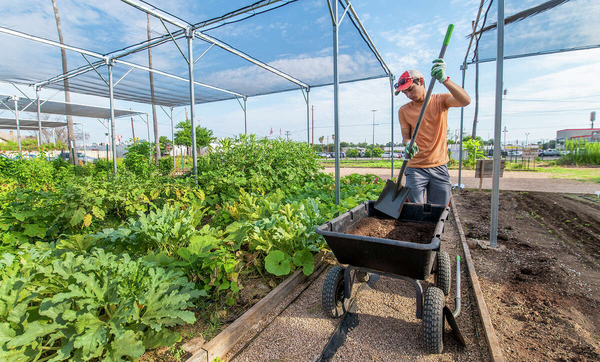 Fall Garden Kick-Off The Laredo Center for Urban Agriculture & Sustainability will host a gardening session in celebration of fall this weekend at their Canseco House garden. Volunteers are asked to wear comfortable/workout clothes. Gardening tools will be provided. Pre-register for the event at linktr.ee/laredourbanag. 8:30 a.m. to 11:30 a.m. Saturday. Casa Canseco Community Garden, 1415 Chihuahua St. FREE