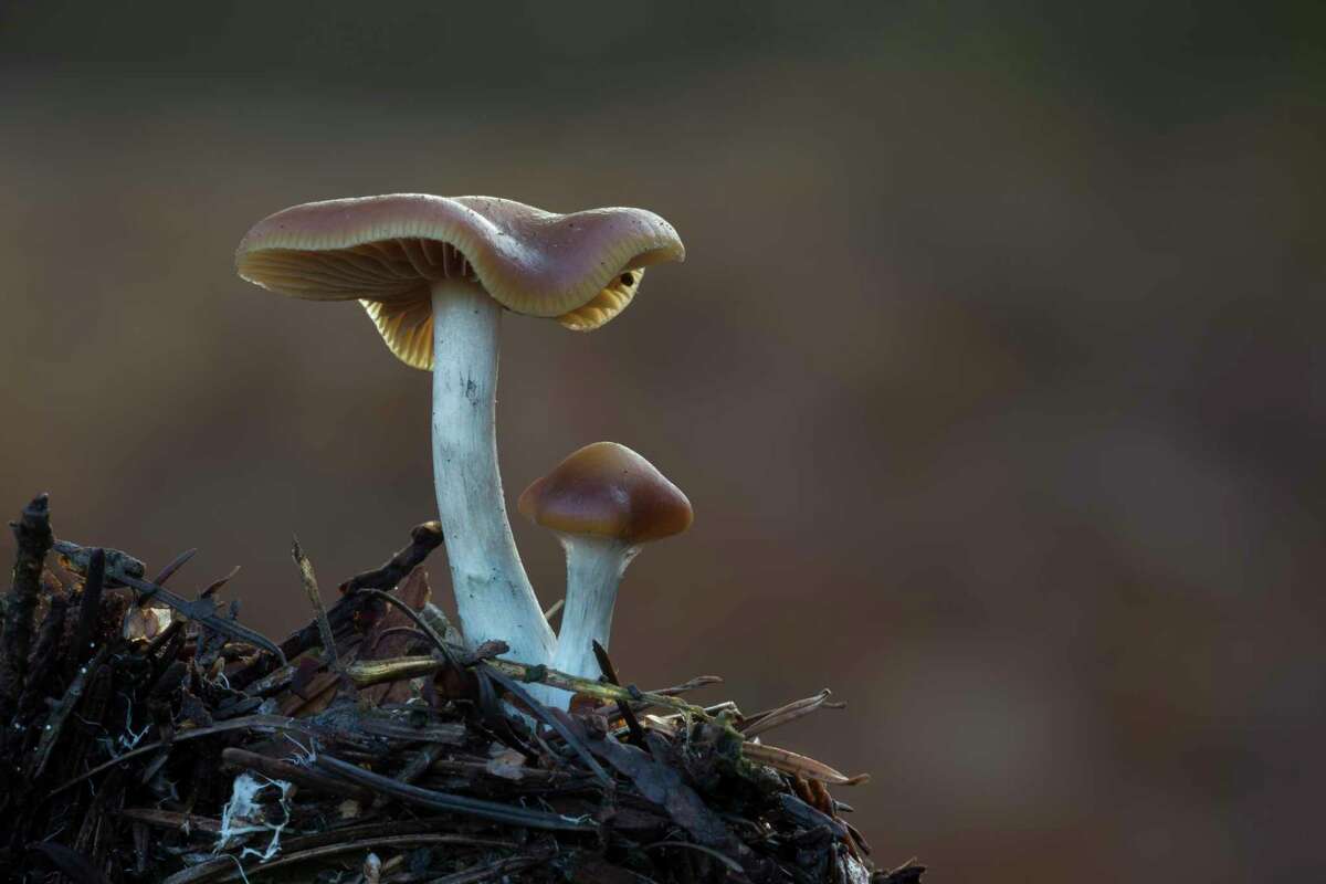 Psilocybe cyanescens (sometimes referred to as wavy caps or as the potent Psilocybe) is a species of potent psychedelic mushroom.