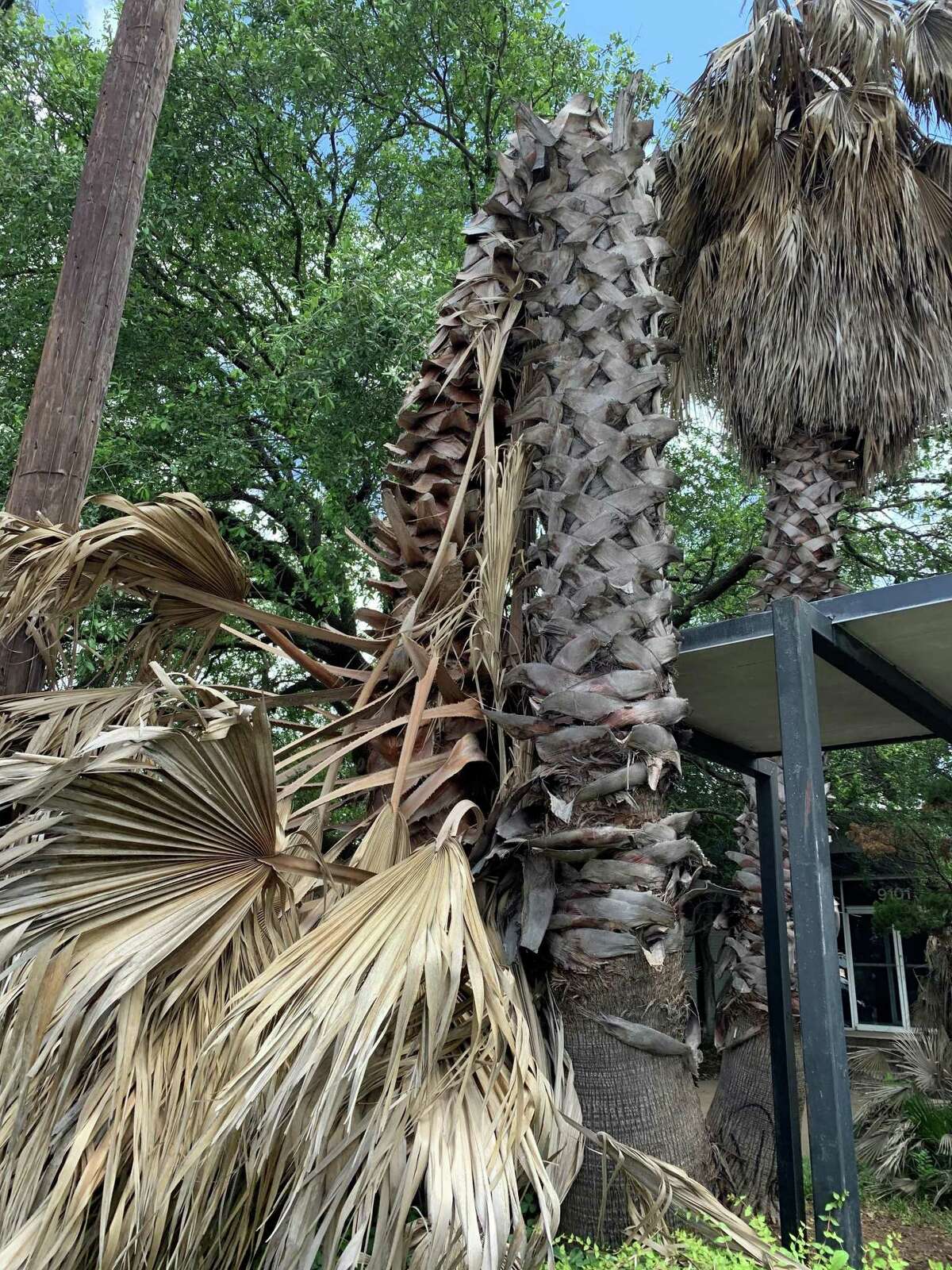 February's deadly freeze gives rise to zombie trees across Texas