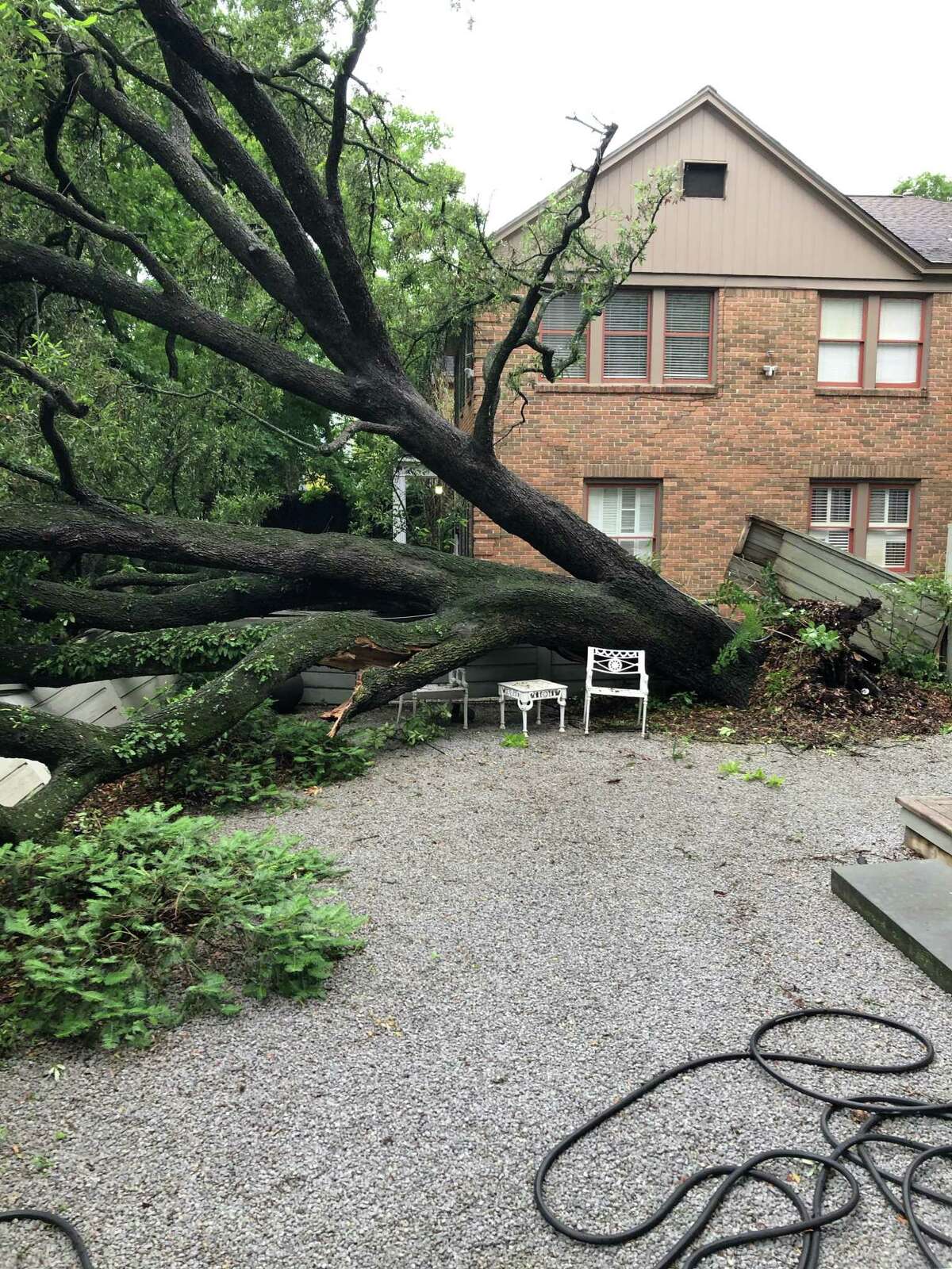 February's deadly freeze gives rise to zombie trees across Texas