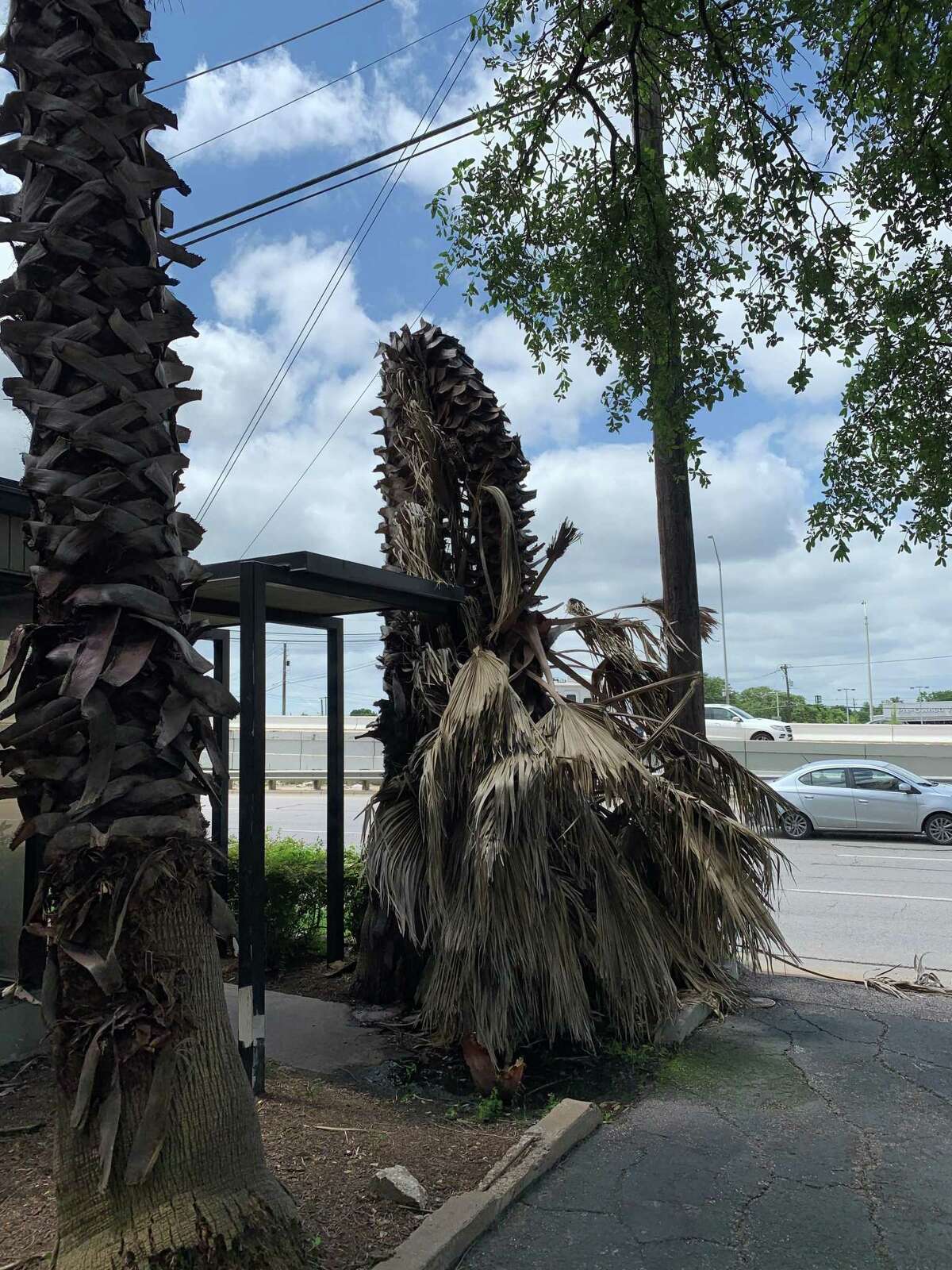 February's deadly freeze gives rise to zombie trees across Texas