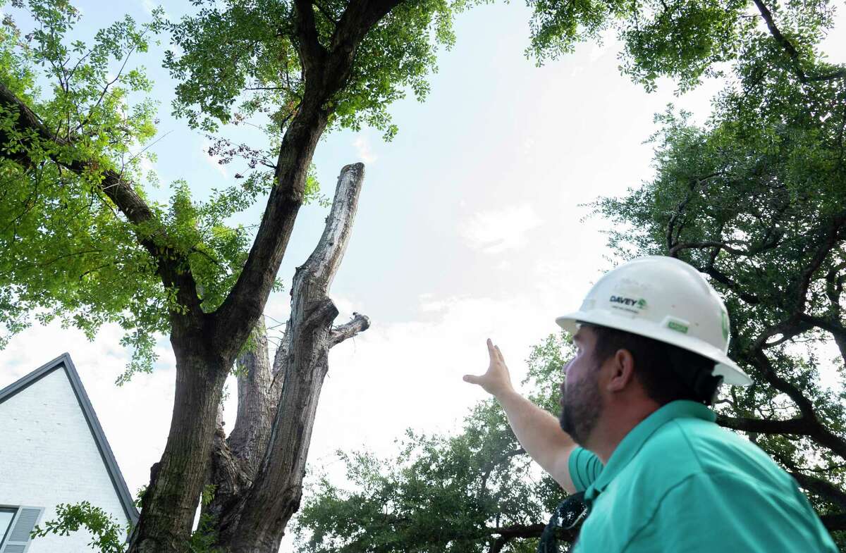 February's deadly freeze gives rise to zombie trees across Texas
