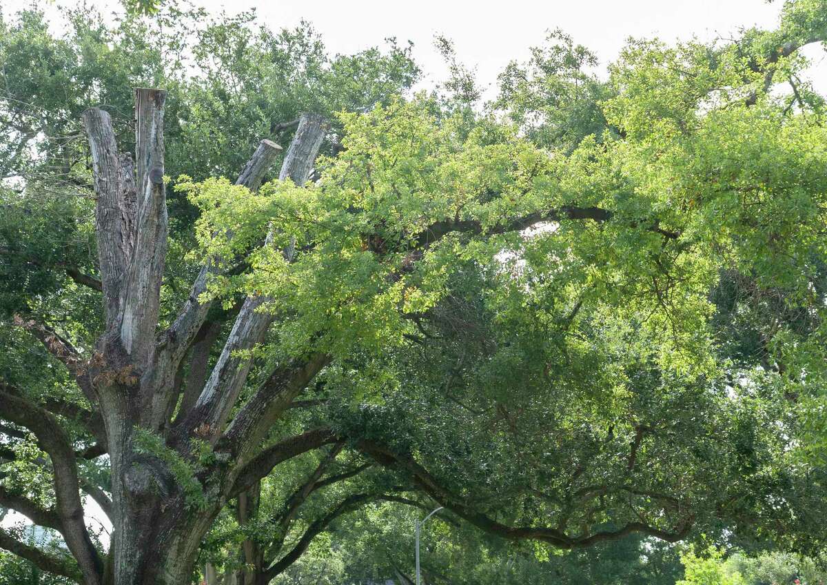 February's deadly freeze gives rise to zombie trees across Texas